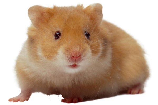 Хомяк для детей в детском саду