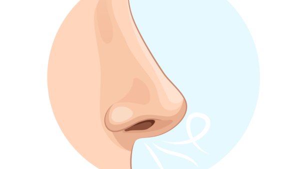 Части тела нос