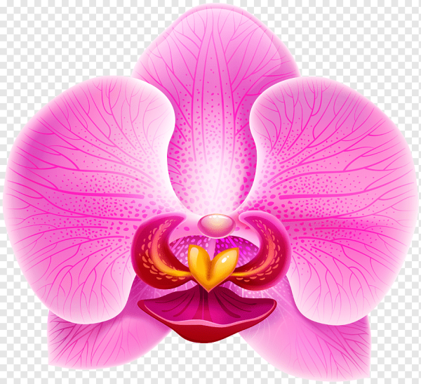 Векторная Орхидея