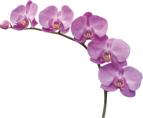 Ветка орхидеи