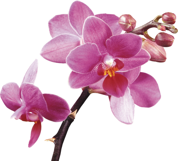 Ветка орхидеи на прозрачном фоне