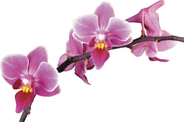 Орхидея на белом фоне