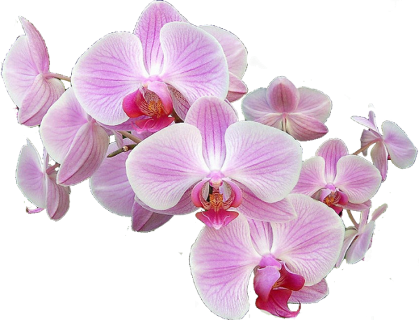 Орхидея розовая на белом фоне