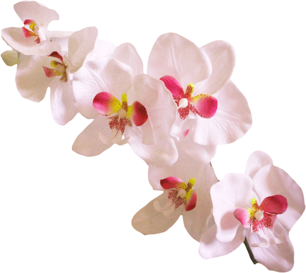 Ветка орхидеи на прозрачном фоне