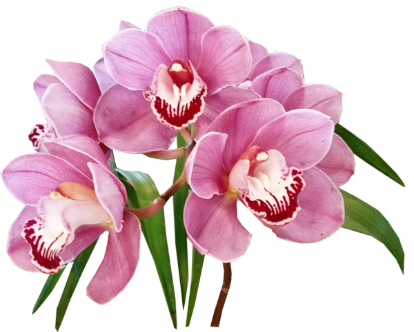 Орхидея Сандерсон