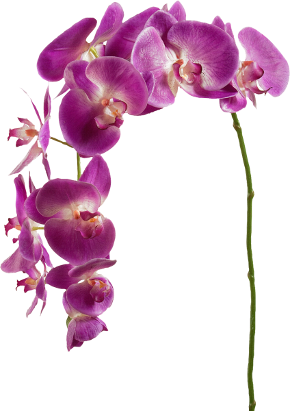 Орхидея на прозрачном фоне