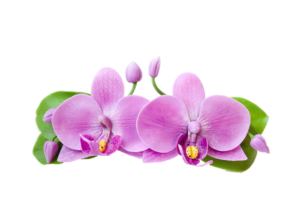 Орхидея на прозрачном фоне