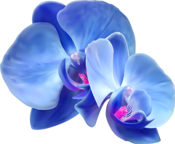 Орхидея Фловер Кинг синяя