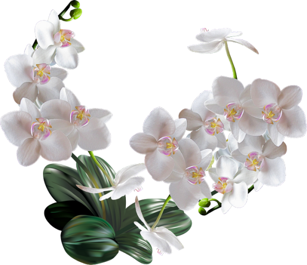 Орхидея на прозрачном фоне