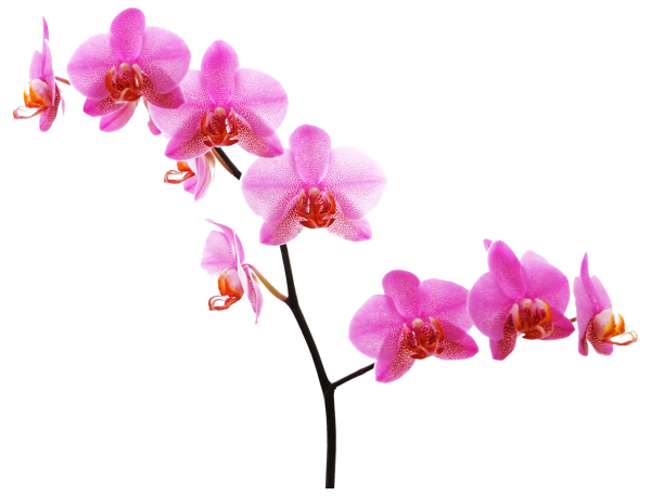 Цветы на белом фоне