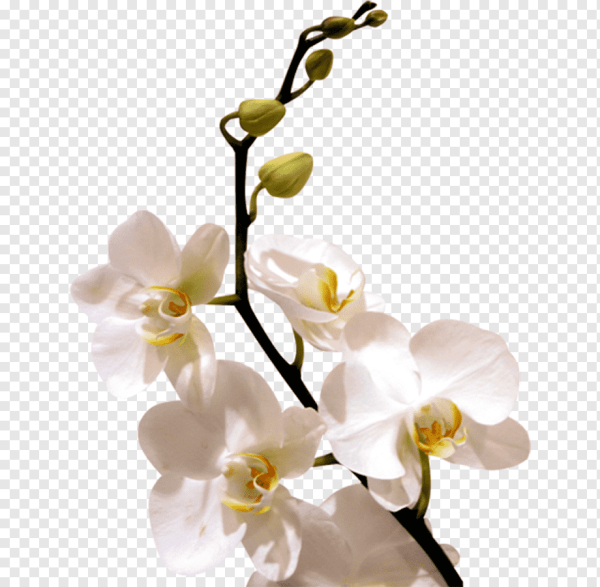 Орхидея на белом фоне