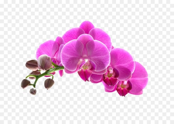 Орхидея на белом фоне