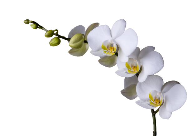 Ветка орхидеи