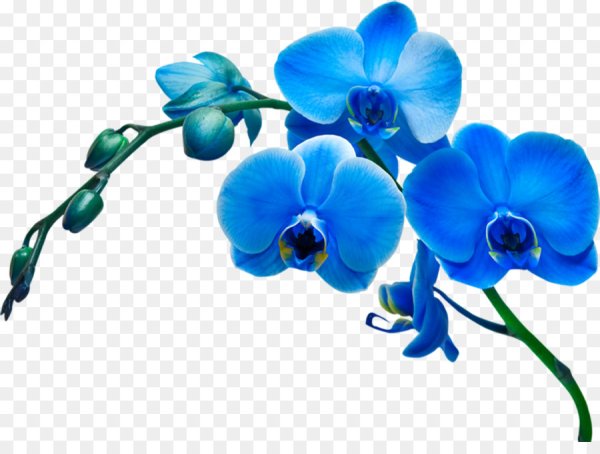 Blue ribbon фаленопсис