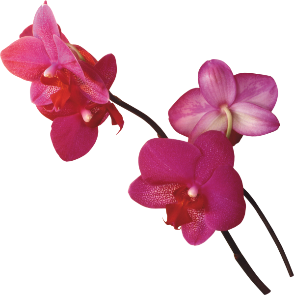 Красная Орхидея