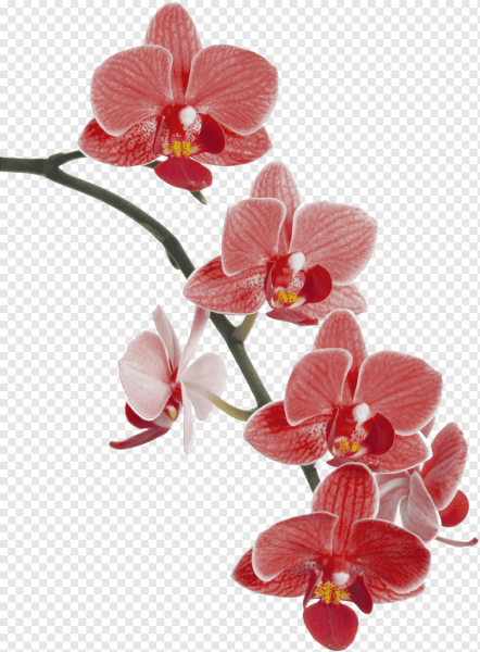 Фаленопсис розово-белый-красный