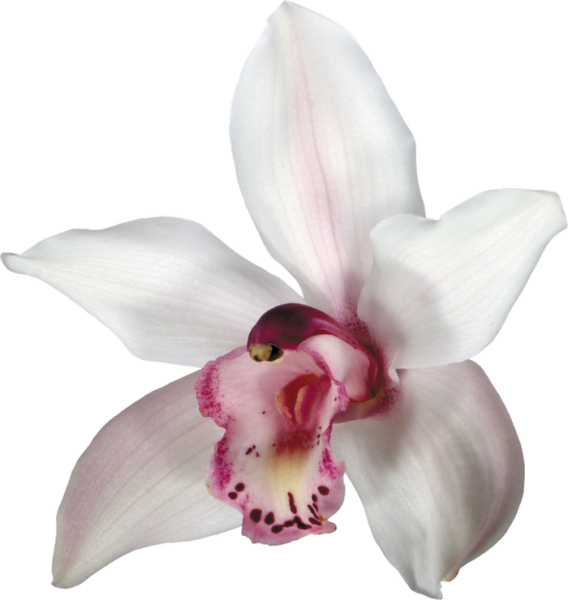 Орхидея на белом фоне