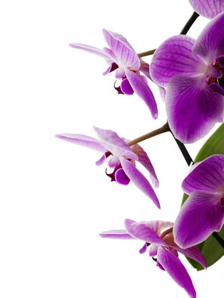 Violet Orchidea