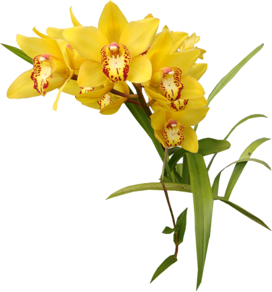 Цимбидиум Мимоза