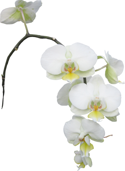 Орхидея фаленопсис белая ветка