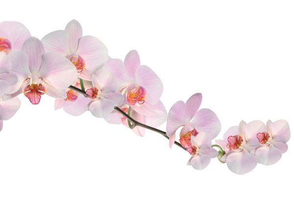 Фаленопсис розовый на белом фоне