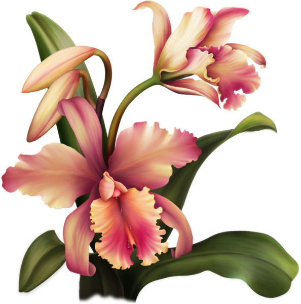 Барнали Багчи АЛОХА Орхидея