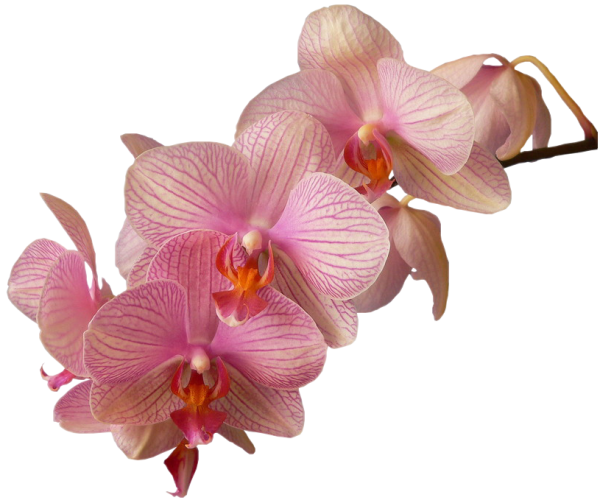Орхидея на прозрачном фоне