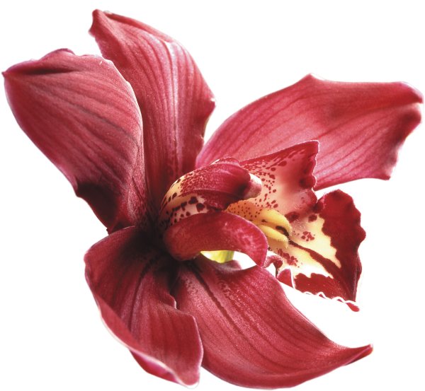 Амариллис и Орхидея