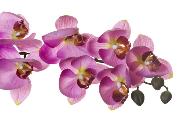 Цветок фаленопсис