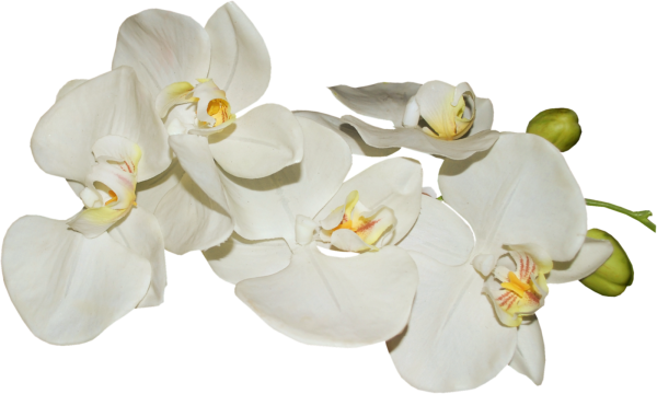 Орхидея на белом фоне