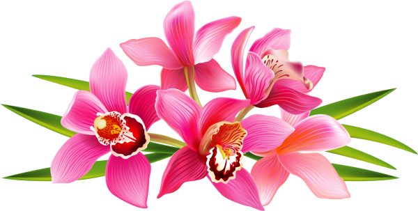 Тропические цветы на белом фоне