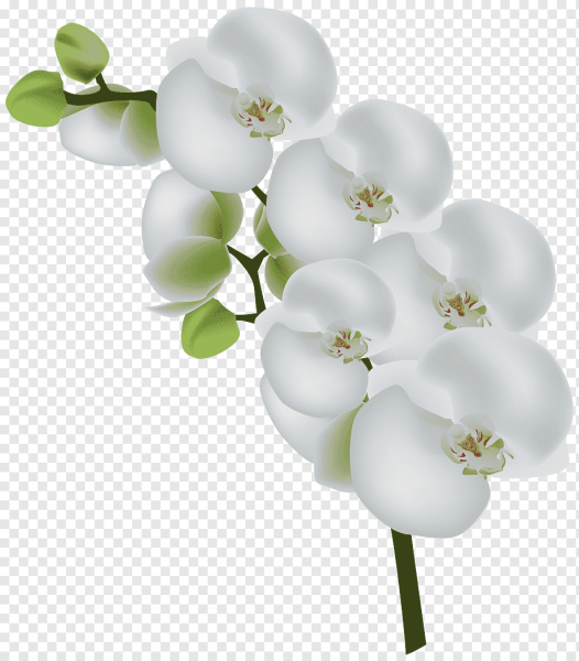 Белые прозрачные цветы