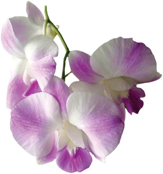 Орхидея Кира-Кира