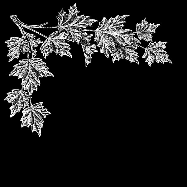 Клен для гравировки на памятник