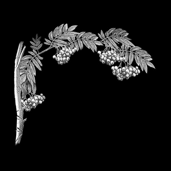 Деревья для гравировки на памятниках