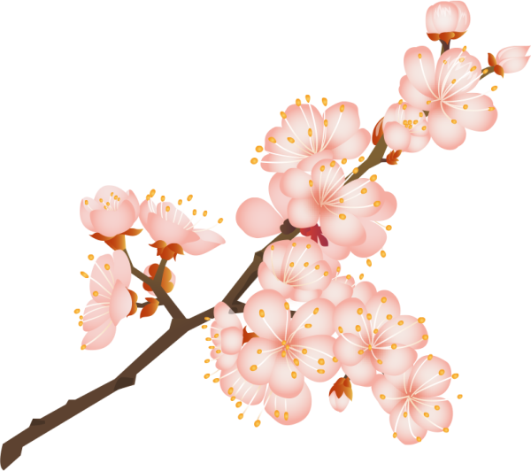 Ветка Сакуры