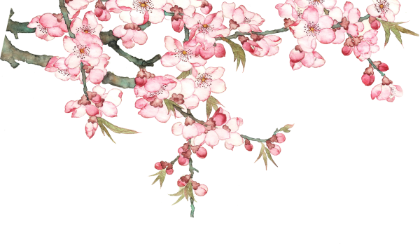 Ветви Сакуры на белом фоне