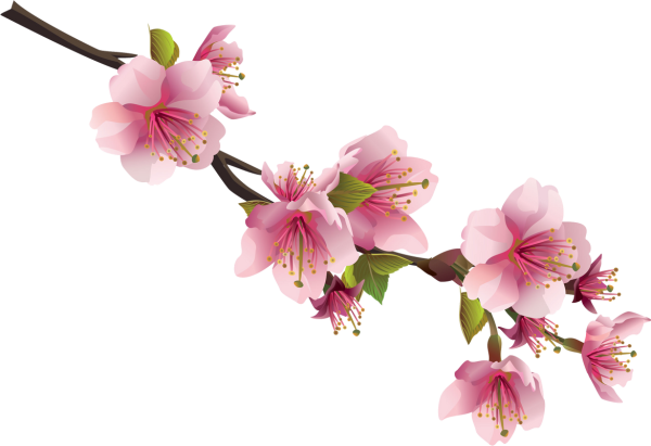 Ветка цветов на прозрачном фоне