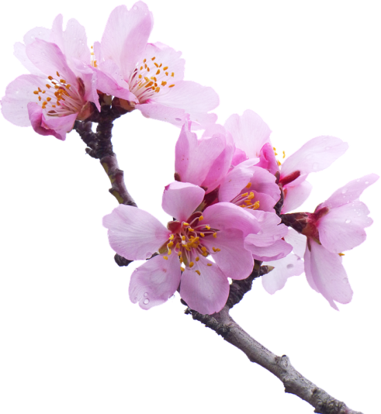 Черри блоссом на белом фоне