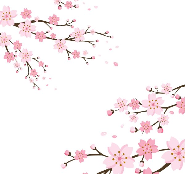 Ветка Сакуры на белом фоне