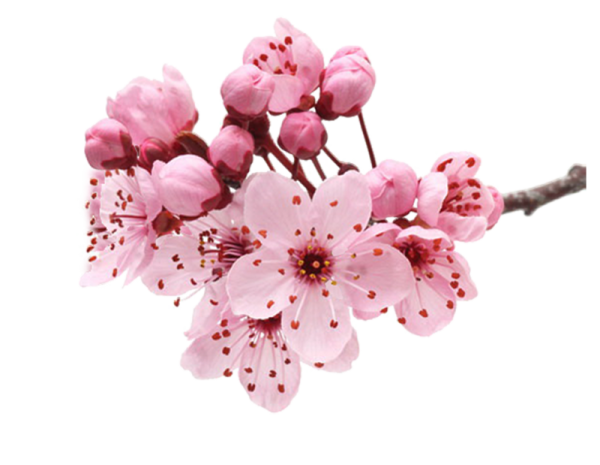 Ветка Цветущая