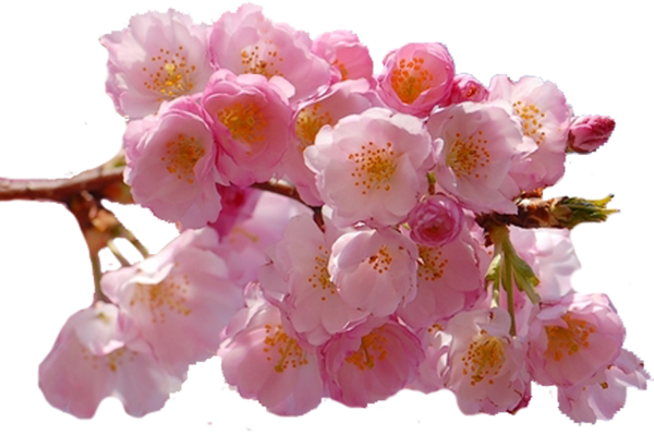 Ветка с цветами