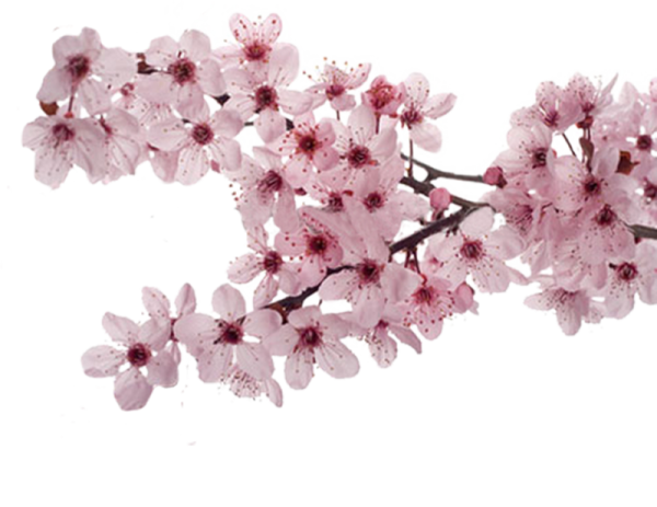 Цветы Сакуры