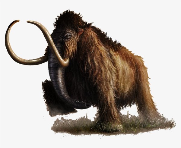 Мамонт на белом фоне