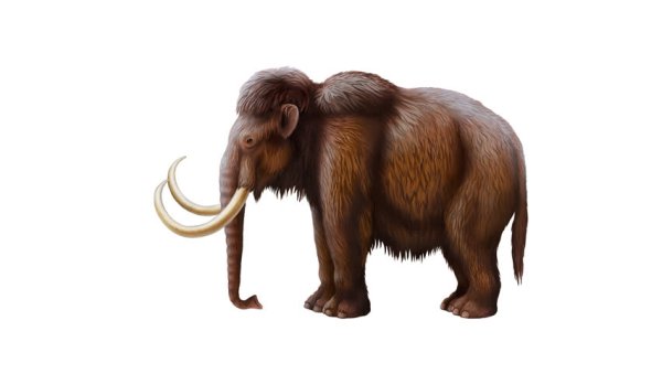 Woolly Mammoth Trumpet