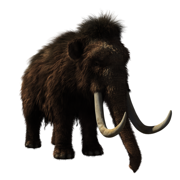 Woolly Mammoth адоптми