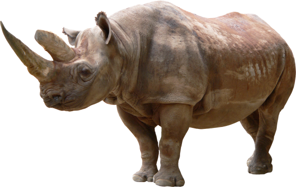 Носорог на белом фоне для детей