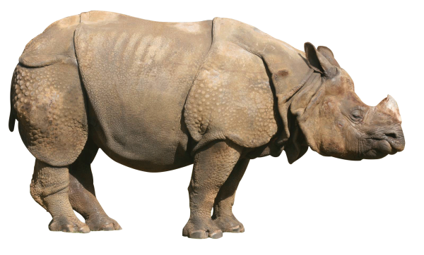 Суматранский носорог на белом фоне