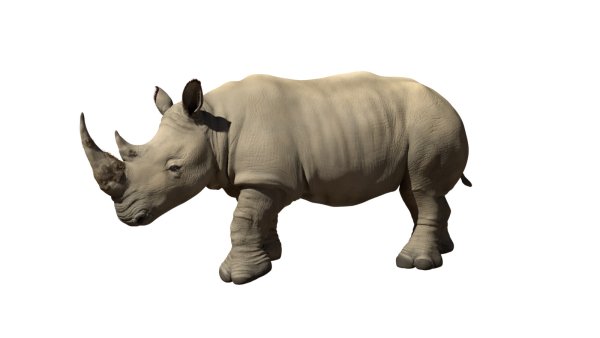 Носорог сбоку