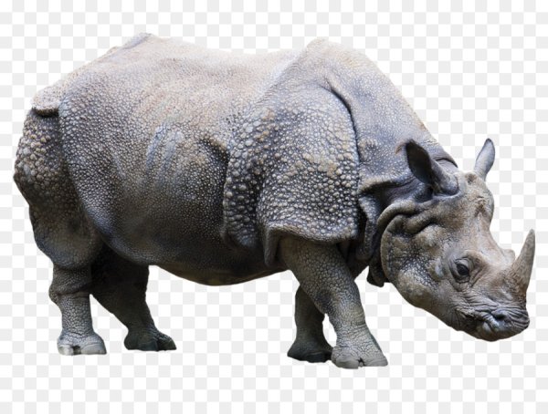 Rhino для детей